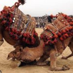 Необычные виды спорта - верблюжьи бои