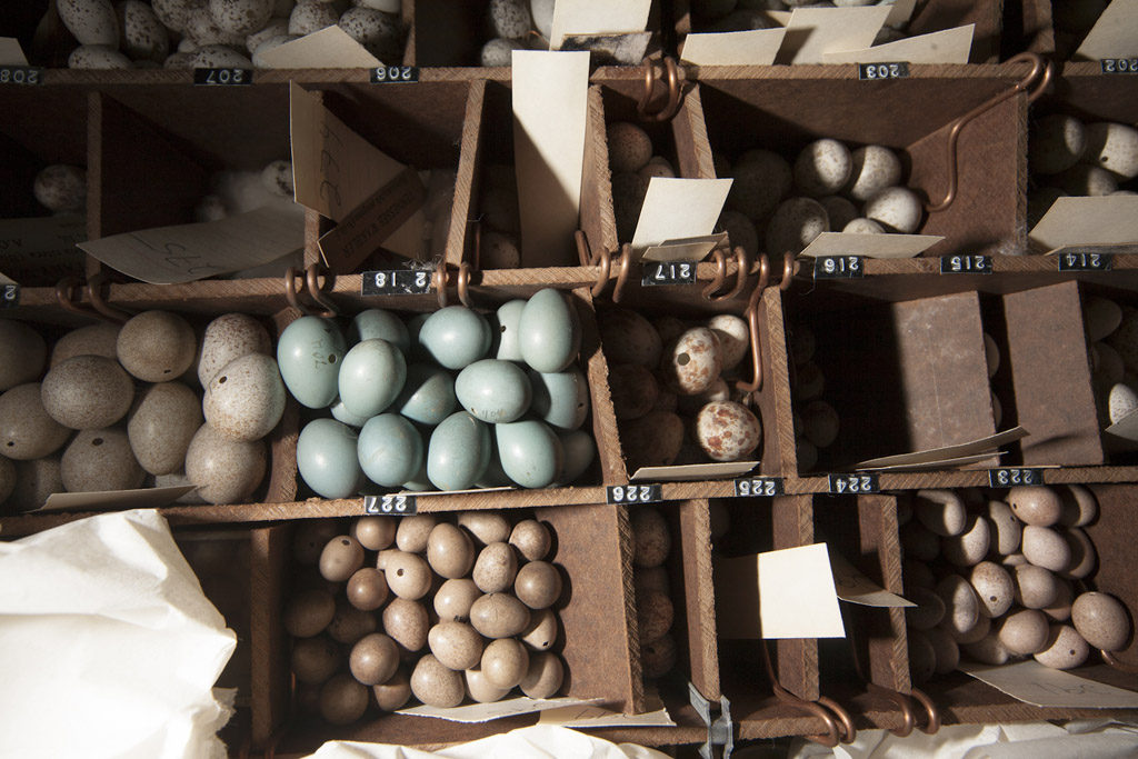 Оология, коллекционирование яиц, изучение птиц